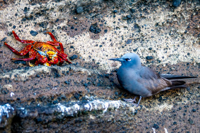 Bird (?) and Sally Lightfoot Crab