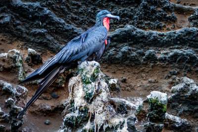 Frigatebird