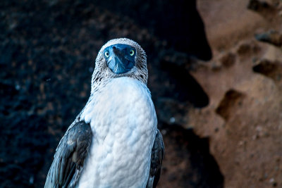 Blue Footed Booby