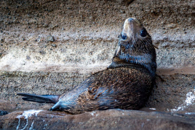 Sea Lion Pup
