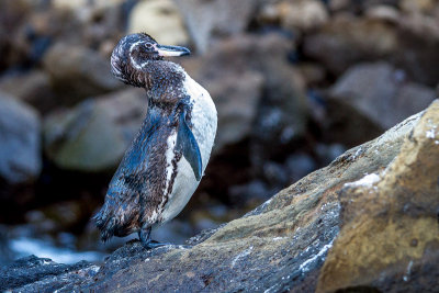 Galapagos Penguin