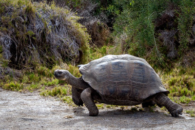 Galapagos Tortoise