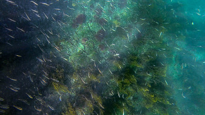 Snorkeling off Tagus Cove