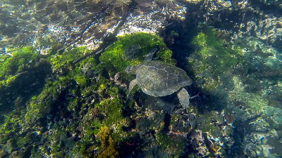 Snorkeling off Tagus Cove