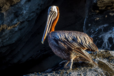 Brown Pelican
