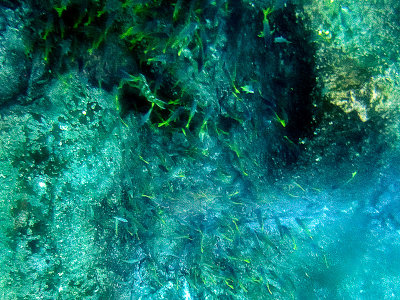 View from the Glass Bottom Boat