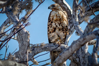 Galapagos Hawk