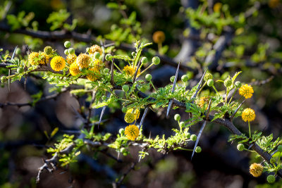 Vegetation