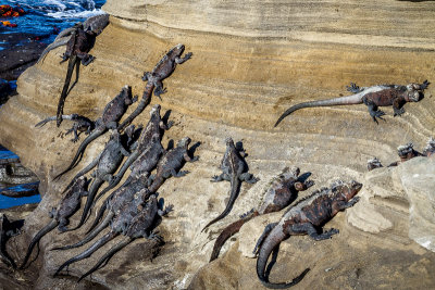 Galapagos Marine Iguanas