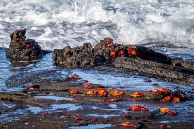Sally Lightfoot Crabs