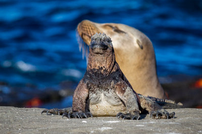 Marine Iguana and Sea Lion