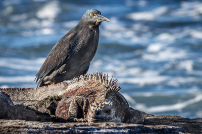 Sea Iguana and Lava Heron