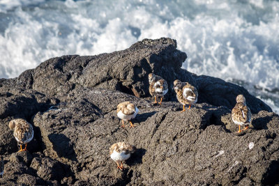 Shore Birds (?)