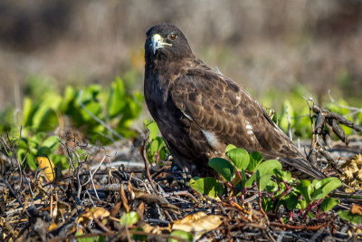 Galapagos Hawk