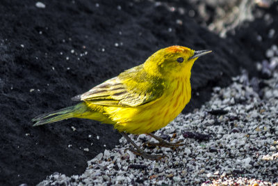 Yellow Warbler Portrait