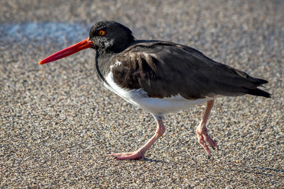 Oystercatcher
