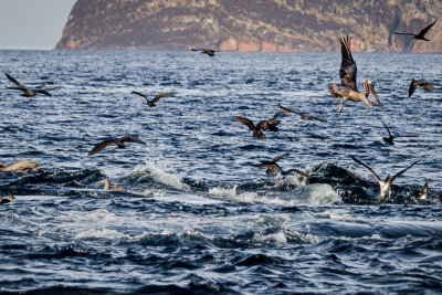 Feeding Frenzy