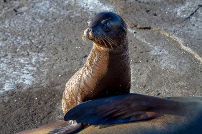 Sea Lion Pup