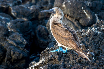Blue Footed Booby