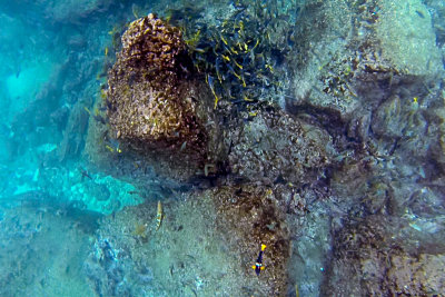 Snorkeling off Santiago
