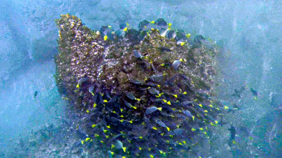Snorkeling off Santiago