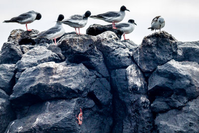 Swallow-tailed Gulls