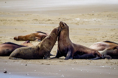 Sea Lions Squabble