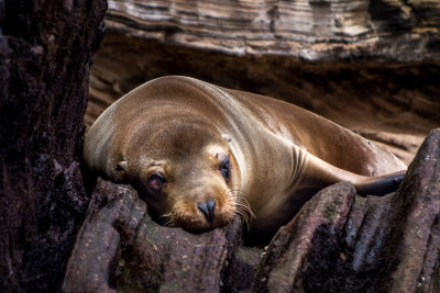 Sea Lion