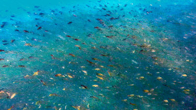 Deep-Water Snorkeling at Leon Dormido