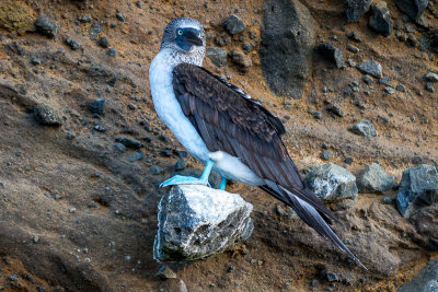 Blue Footed Booby