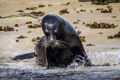 Sea Lion