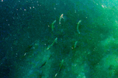 Deep-Water Snorkeling at Leon Dormido