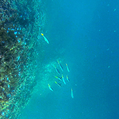 Deep-Water Snorkeling at Leon Dormido