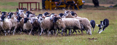 Sheepdog Demonstration
