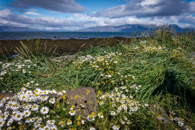 Reykjavik Coastline