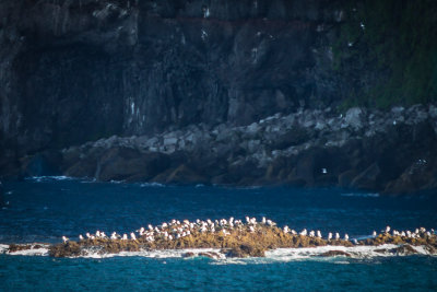 Latrabjarg Cliffs