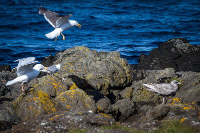 Two Gulls Annoying a Third