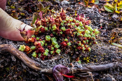 Tundra Vegetation