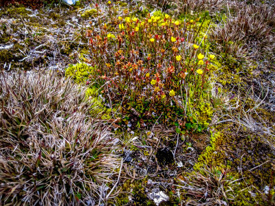 Arctic Poppies