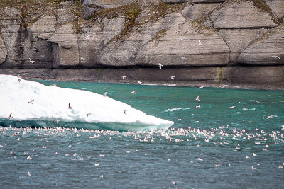 Kittiwakes