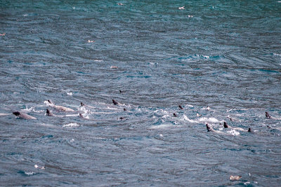 Harp Seals