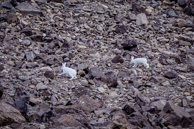 Arctic Hare