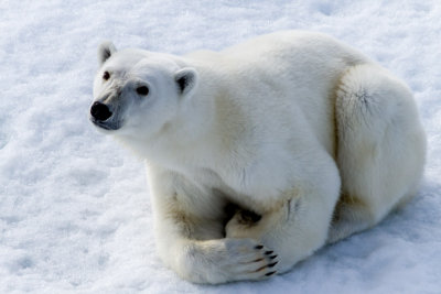 Polar Bear Encounter