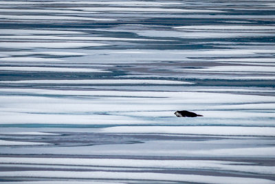 Ringed Seal