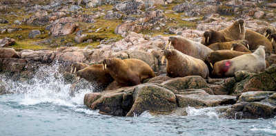 Walrus