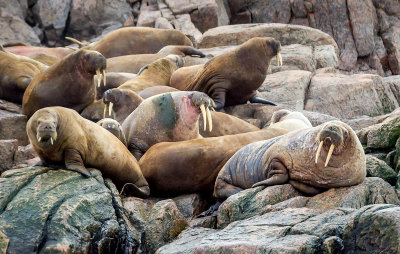 Walrus