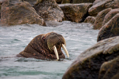 Walrus