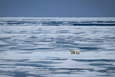 Our Last Polar Bears