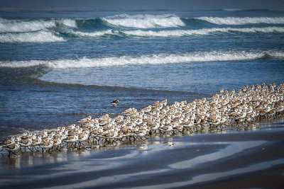 Beach Walk