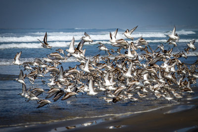 Beach Walk